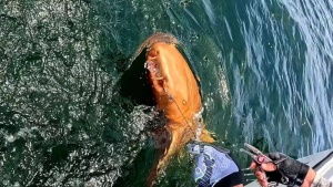 Costa Rican Angler Reels in Bizarre Orange Shark, Baffling Marine Biologists