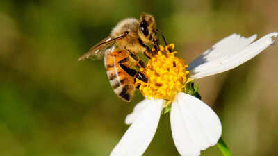 Honeybees can detect lung cancer: MSU researchers reveal groundbreaking findings