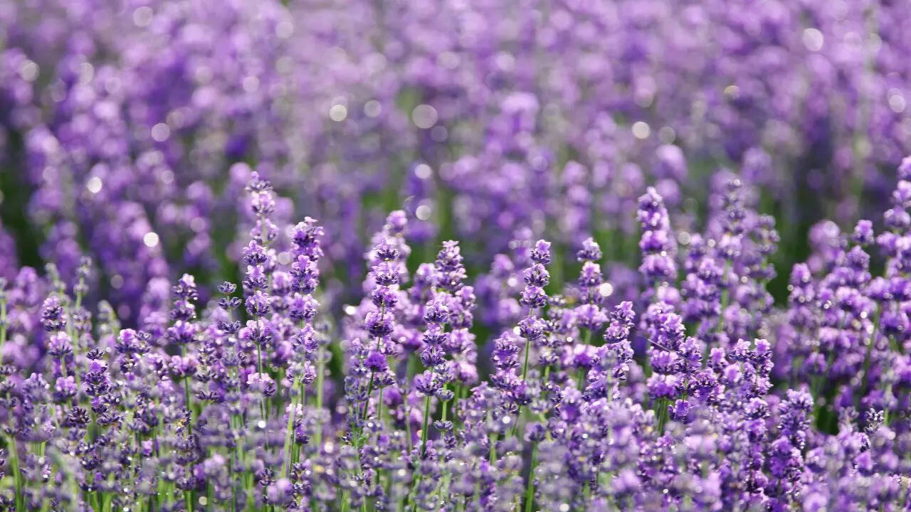 Herbs: Lavender, oregano, and thyme