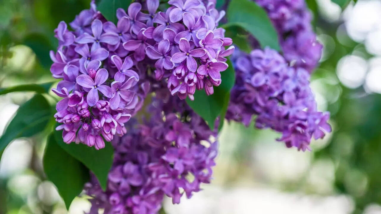 Ornamental plants: Lilacs, clematis, and hydrangeas