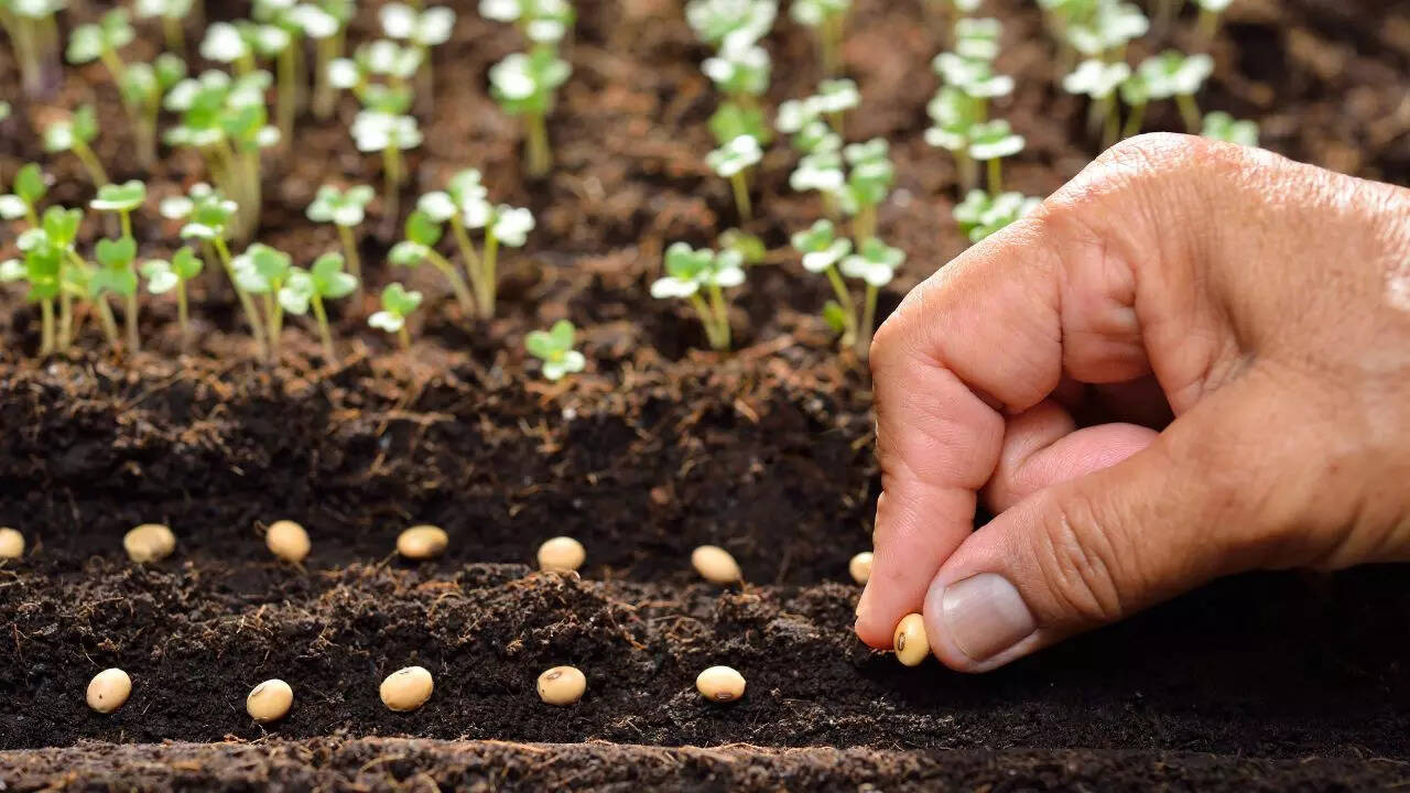 Seeds and seedlings